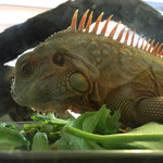 はちゅカフェ - 食事タイム