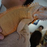 はちゅカフェ - オレンジ綺麗