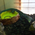 はちゅカフェ - 青いトカゲ。肉食。