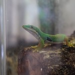 はちゅカフェ - 小さな可愛いやつ