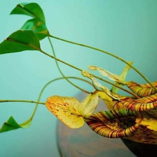 リストランテ カシーナ カナミッラ