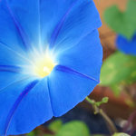 正月庵 - 朝顔が鮮やかでした。