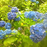 季節料理 こぶし - 紫陽花も満開です♪