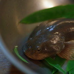 川柳 - "かくぶつ"=鰍（かじか）