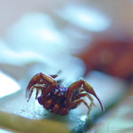 川柳 - 炸蠍（さそりからあげ）