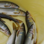 徳山鮓 - 丹生川（にぶがは）の香魚（あゆ）