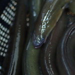 徳山鮓 - 余呉湖（よごのうみ）の鰻（むなぎ）