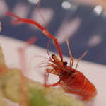 徳山鮓 - 手長蝦（てながえび）天麩羅（てんぷら）　【擴大圖（かくだいづ）】