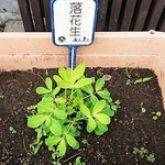 アイヅピーナツマート - 玄関先の落花生！