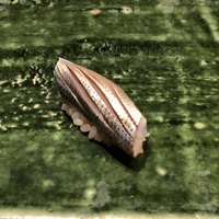 すし匠 齋藤 - 