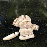 鮨おばな - シャコ