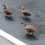 中華ソバ 伊吹 - 