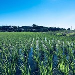 魚酔庭 - おにぎりは田んぼからの贈りもの