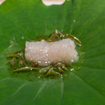 CHIUnE - 鱧とジュンサイ フルーツトマトのジュレ