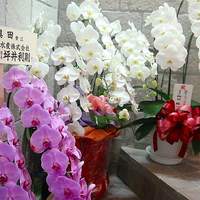 銀座 奥田 - 