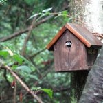 森の中の朝食とカフェの店　キャボットコーヴ - 
