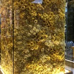 ロクシタン カフェ バイ ピエール・エルメ - 柱に黄色い花。