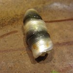 すし匠 - 新子　うまうま～