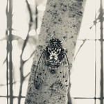 中華蕎麦 とみ田 - せみ