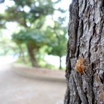 中華蕎麦 とみ田 - 抜け殻