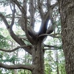 中華蕎麦 とみ田 - 立派な松の木