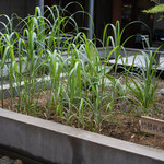 和三盆 恵菓 - 竹糖（ちくたう）