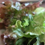 緑山　松田家 - 