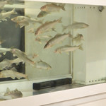 鮎知 - 水槽では活きの良い鮎が元気に泳いでいます