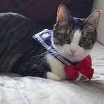 パン工房 ブランジェリーケン - 娘の愛猫です♥