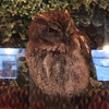 フクロウカフェクルー