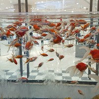 代官山ASO チェレステ 日本橋店 - 