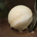 デザート（バナナのシャーベット）