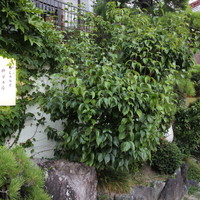 京町柿安本店 - 