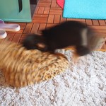 トドルパフ - 荒ぶるコロネちゃん