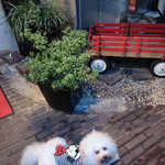 旬采 - お玄関前（２）