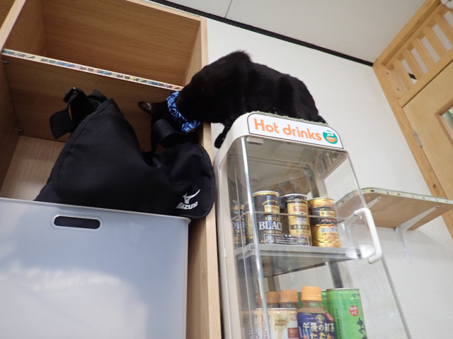 ねこカフェ 猫八 - 本八戸（その他）の写真