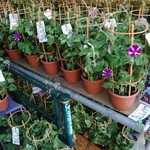 麺処 晴 - 朝顔まつりに並ぶ朝顔♪