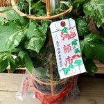 麺処 晴 - 私の朝顔