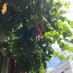 ヨハク - 葡萄の葉っぱが夏の日差しをよけてくれました。