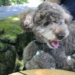 미하에루 - 愛犬も喜ぶ気持ち良いテラス