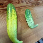 なにや - 使われてる江戸野菜：2018年7月