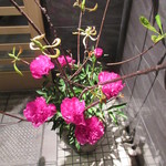 天寿し - 5月は、赤い芍薬でした