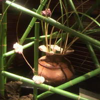 花筐 - 入口に竹！