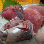 91069717 - 鯵、鰤、鮪