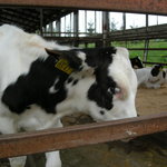 想いやりファーム - この牛さんから？？？