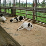 想いやりファーム - ゆっくりした時間が流れています。