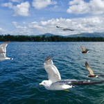 ワインとお宿　千歳 - おまけ。餌欲しさに観光船を並走するカモメ。
            空を一緒に飛んでる気分。