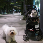 WEE BEE'S - ミーちゃんとアンジー