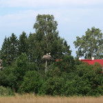 WEE BEE'S - 翌日：車中からコウノトリ