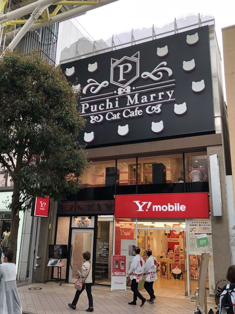 猫カフェ ぷちまりー 仙台青葉店（猫カフェ Puchi Marry） - 青葉通一番町（その他）の写真